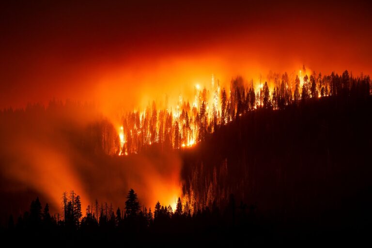 Das «Garnet Fire» bedroht Riesenmammutbäume im Waldgebiet McKinley Grove. Foto: Noah Berger/FR34727 AP/AP/dpa