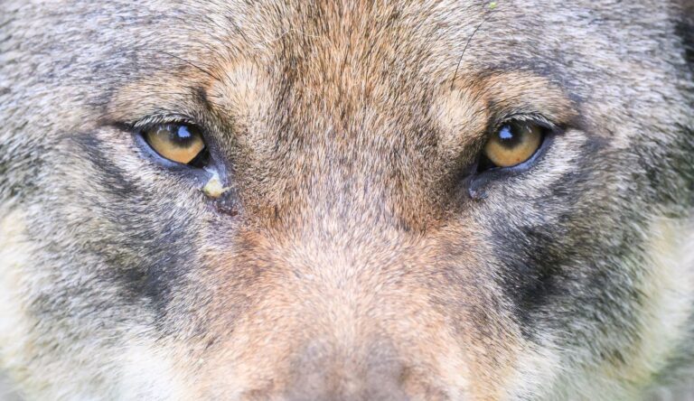 Bisher hat es in diesem Jahr 175 gesicherte Wolfsnachweise gegeben. (Archivbild) Foto: Julian Stratenschulte/dpa