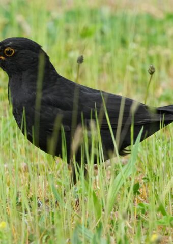 Die Amsel braucht naturnahe Gärten und Grünflächen. (Archiv) Foto: Soeren Stache/dpa