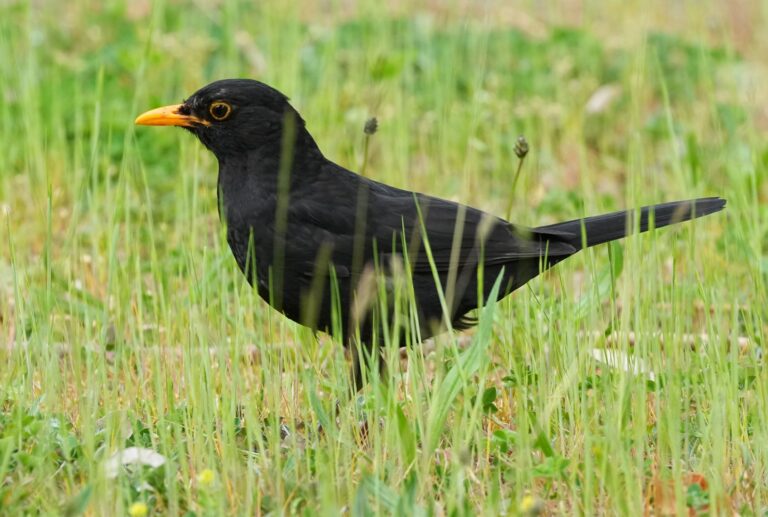 Die Amsel braucht naturnahe Gärten und Grünflächen. (Archiv) Foto: Soeren Stache/dpa