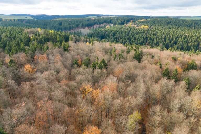 Der deutsche Wald ist zu einer Treibhausgas-Quelle geworden. Das will Bundesumweltminister Carsten Schneider ändern. Foto: Sebastian Kahnert/dpa