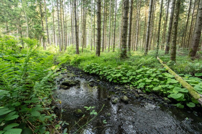 Mehrere hundert Liter Diesel sind in der Oberpfalz in einen Bachlauf geflossen. (Symbolbild) Foto: Silas Stein/dpa