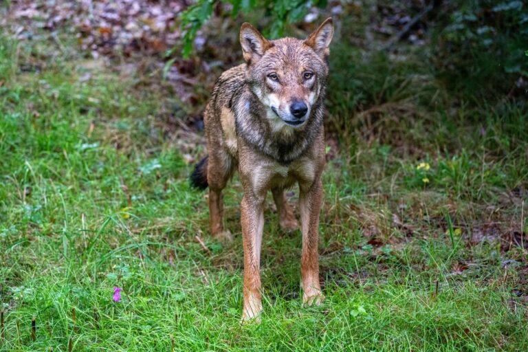 Der Wolf soll ins bayerische Jagdrecht aufgenommen werden. (Symbolbild) Foto: Armin Weigel/dpa