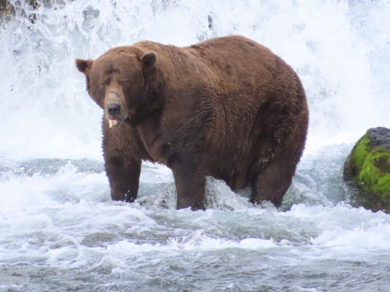 Wird er das Rennen machen?: Braunbär 32 mit Namen Chunk wiegt über 500 Kilogramm und hat eine auffällige Narbe auf der Schnauze.  Foto: T. Carmack/Katmai-Nationalpark/dpa
