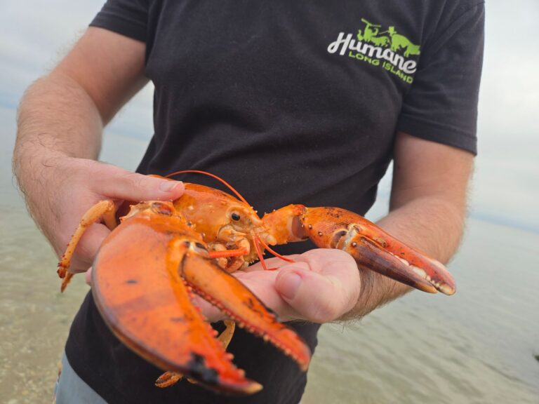 Das Tier wurde in einem Supermarkt im US-Bundesstaat New York gefunden und gerettet. Foto: -/Humane Long Island/dpa