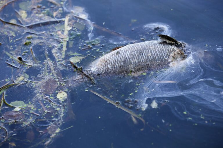 Am Wochenende waren tote Fische auf dem Fumbach in Westhausen im thüringischen Eichsfeld entdeckt worden. (Symbolbild) Foto: Bodo Marks/dpa