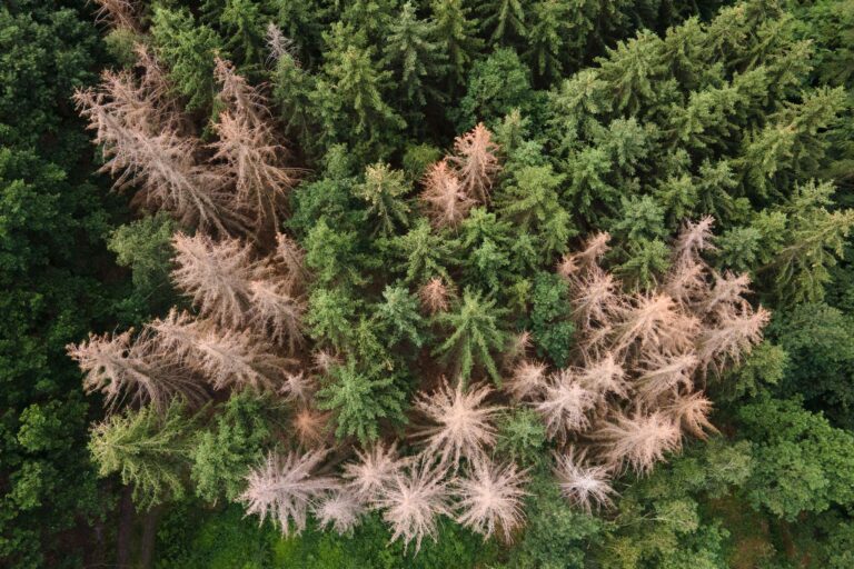 Vor allem im Harz, im Bergischen Land und in Thüringen ist der Waldrückgang besonders groß. (Archivbild) Foto: Sebastian Kahnert/dpa-Zentralbild/dpa