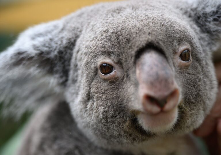 Koalas sind vielerorts in Australien stark bedroht. (Archivbild) Foto: Robert Michael/dpa