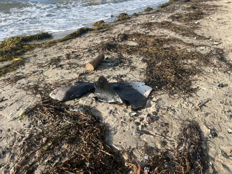 Schweinswalflosse am Strand gefunden. Foto: -/BUND/dpa
