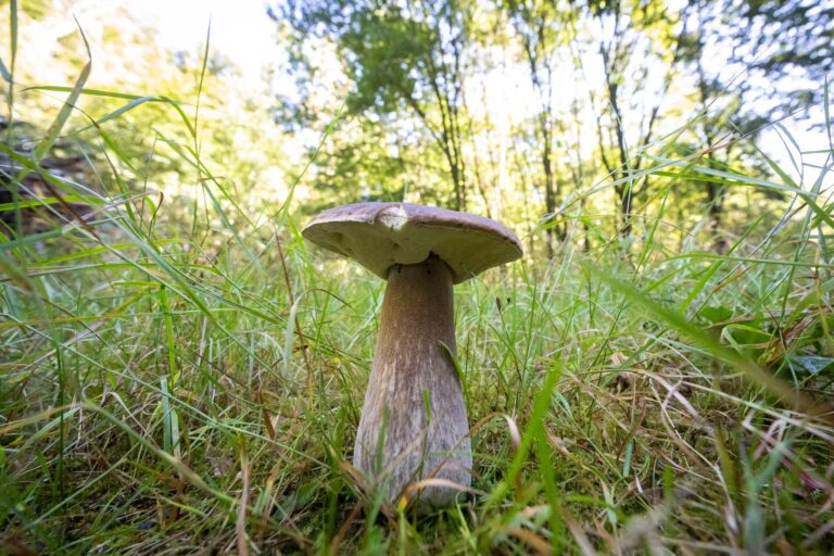Steinpilze zählen zu den Röhrenpilzen. Foto: Philip Dulian/dpa