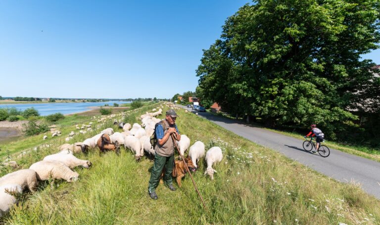 Solch ein Bild wollen alle Beteiligten häufiger sehen: Schafe pflegen den Deich. Es fehlen aber Schäfer und Schafe. (Archivbild) Foto: Philipp Schulze/dpa