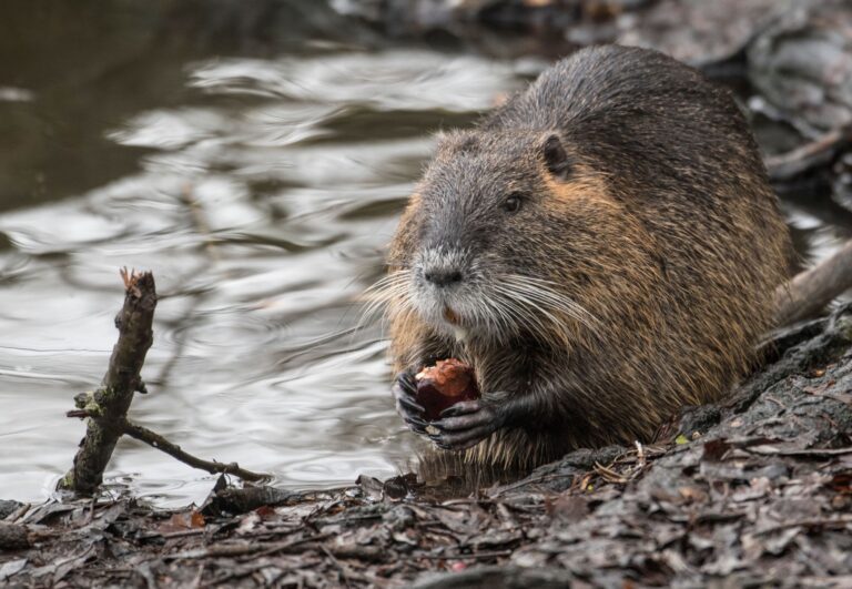 Die Nager sind keine aggressiven Tiere. (Archivbild) Foto: Boris Roessler/dpa