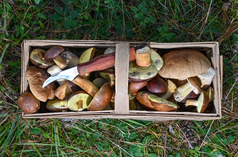 Herbstzeit ist Pilzzeit - doch Vorsicht: Manche Pilze haben giftige Doppelgänger. (Symbolbild) Foto: Patrick Pleul/dpa-Zentralbild/ZB