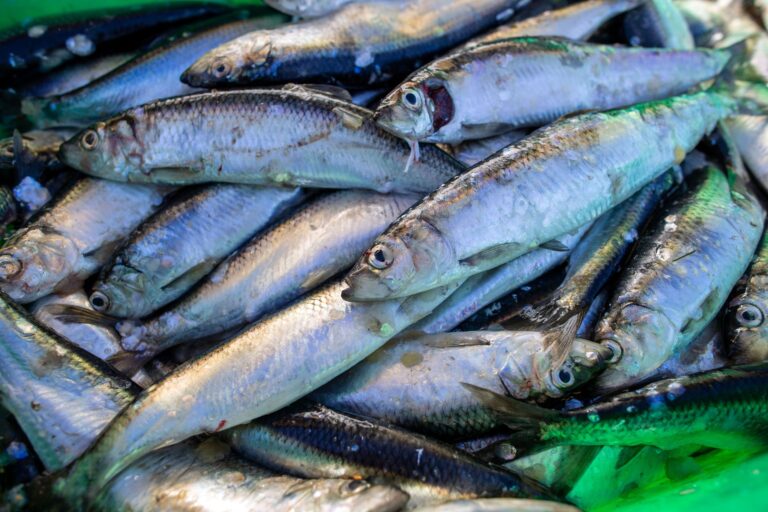 Das Abkommen soll die Fischerei nachhaltiger machen. (Symbolbild) Foto: Jens Büttner/dpa-Zentralbild/dpa
