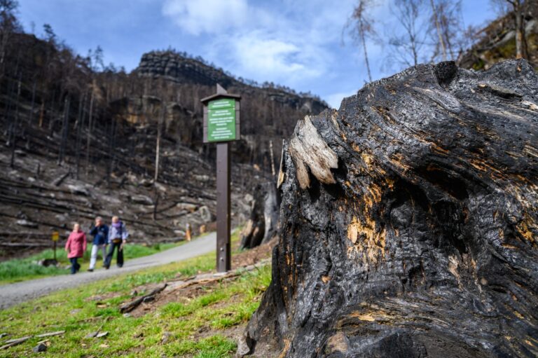 Eine neue Wanderroute verbindet künftig zwei Nationalparks und zwei Länder. (Archivbild) Foto: Robert Michael/dpa