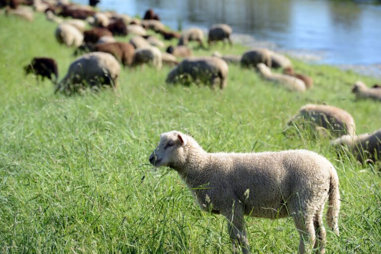 Schäfer wollen ihre Herden auf Deichen weiden lassen. (Symbolbild) Foto: Patrick Seeger/dpa