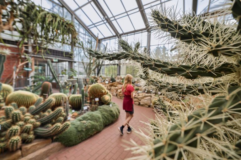 Aus dem Botanischen Garten in Kiel wurden zuletzt immer wieder Kakteen gestohlen. (Archivbild) Foto: Ulrich Perrey/dpa