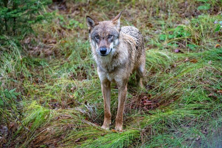 Jungwolf in einem Gehege. In Unterfranken hat ein Wolf mindestens ein Schaf gerissen. (Archivbild) Foto: Armin Weigel/dpa