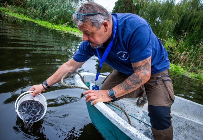 Mit dem Aussetzen von Jungaalen in deutschen Gewässern sollen die drastisch dezimierten Bestände des europäischen Aals langsam wieder aufgefüllt werden.  Foto: Jens Büttner/dpa