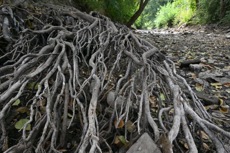 Immer wieder gab es in den vergangenen Jahren Phasen mit ausgeprägter Trockenheit in Thüringen. (Archivbild) Foto: Martin Schutt/dpa
