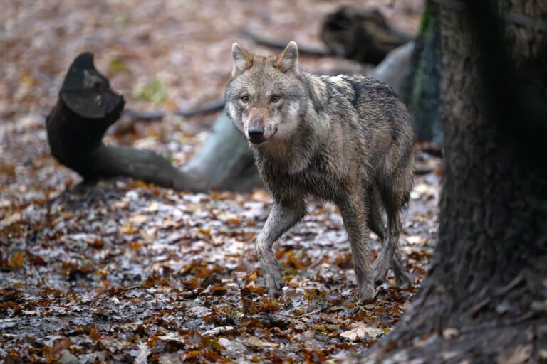 In Niedersachsen lebten zuletzt nach Angaben der Landesjägerschaft 59 Wolfsrudel. (Archivbild) Foto: Sina Schuldt/dpa