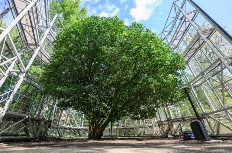 Die Kamelie verließ das Glashaus zuletzt im Mai 2025 (Archivbild). Foto: Robert Michael/dpa