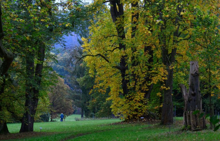 Der Schlosspark Wechselburg soll über ein Förderprogramm mit Hilfe des Bundes für den Klimawandel fit gemacht werden. Foto: Hendrik Schmidt/dpa