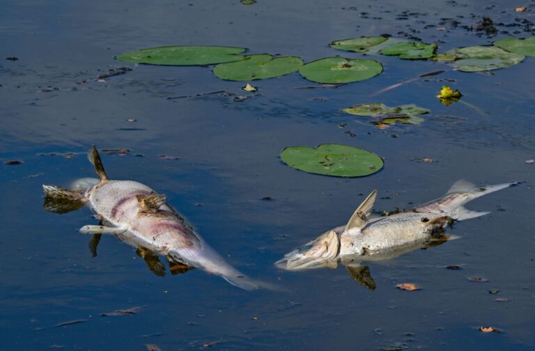 Vor drei Jahren trieben auf der Oder tonnenweise toter Fische. (Archivbild) Foto: Patrick Pleul/dpa