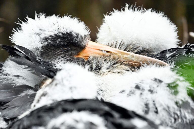 Schwarzstorch-Küken haben noch weißes Fell. (Symbolbild)  Foto: Federico Gambarini/dpa