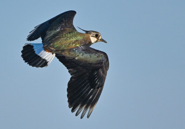Der Kiebitz zählt zu den bedrohten Vogelarten. Auf einer Konferenz in Dresden soll am Donnerstag über Wege gegen das Artensterben beraten werden. (Symbolbild) Foto: Patrick Pleul/dpa