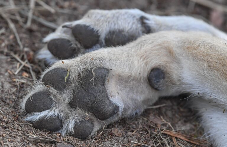 Die Dokumentations- und Beratungsstelle des Bundes zum Thema Wolf erfasst die Zahl der toten Wölfe und die Todesursachen. (Symbolbild) Foto: Patrick Pleul/dpa