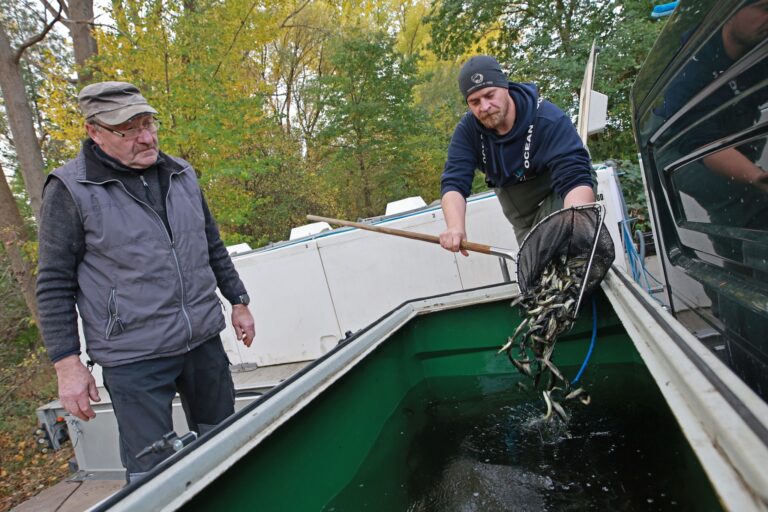 Erstmals sind am Samstag im Rahmen des Wanderfischprogramms Sachsen-Anhalt insgesamt 50.000 halbjährige Junglachse in die Bode gesetzt worden. Foto: Matthias Bein/dpa