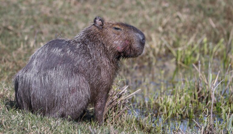 Capybara und andere Wildtiere wurden bei der Operation beschlagnahmt. (Archivbild) Foto: picture alliance / dpa