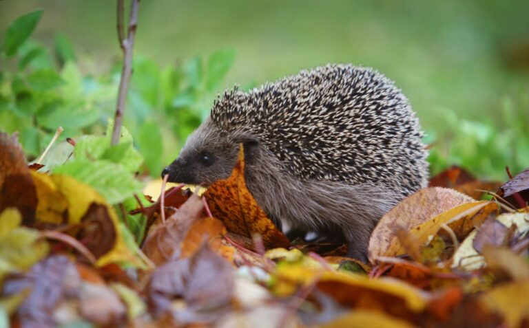 Je naturnaher ein Garten, desto mehr freut sich der Igel. (Archivbild) Foto: Karl-Josef Hildenbrand/dpa
