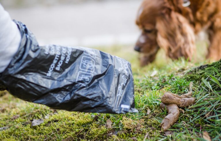 Wer den Haufen seines Hundes nicht entsorgt, muss in Frankfurt jetzt deutlich mehr bezahlen. (Symbolbild) Foto: Christoph Schmidt/dpa