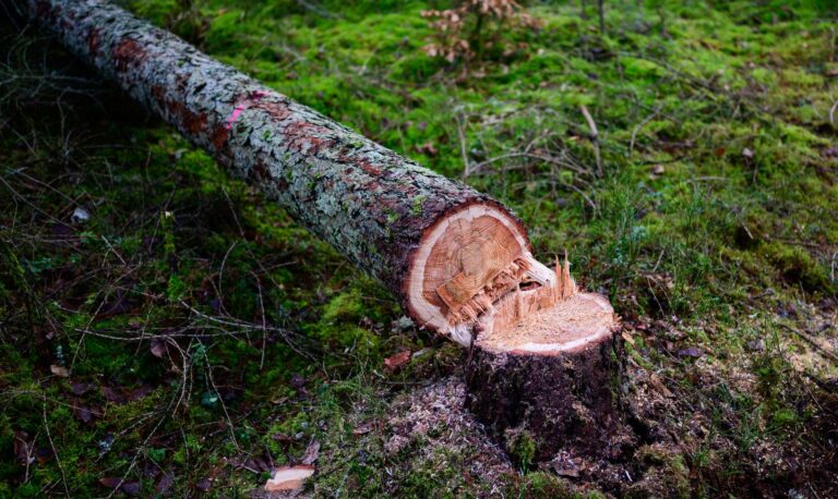 Manche würden die EU-Entwaldungsverordnung gerne zum Fallen bringen. (Symbolbild) Foto: Philipp Schulze/dpa