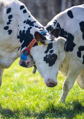 Ein Großteil des Treibhausgasausstoßes der Landwirtschaft in Niedersachsen geht auf das Konto von Wiederkäuern wie Rindern oder Schafen. (Archivfoto) Foto: Sina Schuldt/dpa