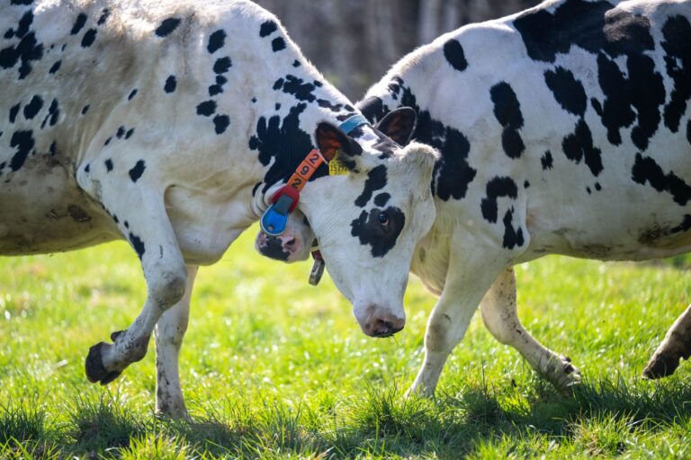 Ein Großteil des Treibhausgasausstoßes der Landwirtschaft in Niedersachsen geht auf das Konto von Wiederkäuern wie Rindern oder Schafen. (Archivfoto) Foto: Sina Schuldt/dpa