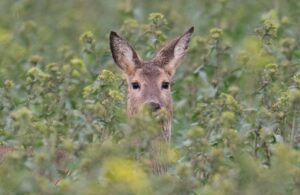 Im thüringischen Manebach sucht die Polizei nach Wilddieben. (Symbolbild)