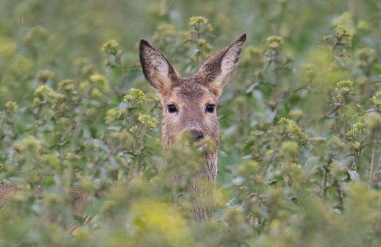 Im thüringischen Manebach sucht die Polizei nach Wilddieben. (Symbolbild) Foto: Boris Roessler/dpa