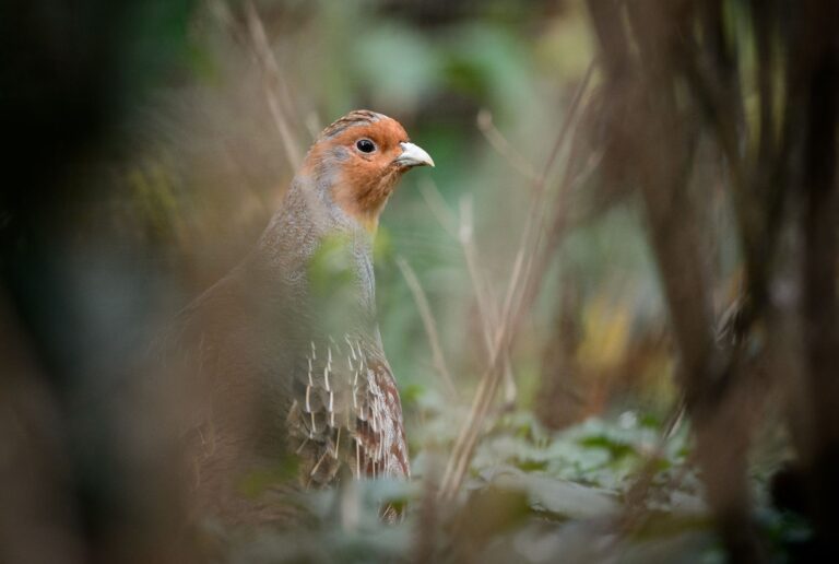 Ein Rebhuhn im Gehege des Zoologischen Gartens Wilhelma Foto: Sina Schuldt/dpa