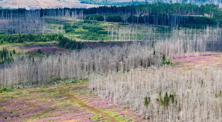 Trotz Fortschritten bei der Aufforstung im Harz: Schädlingsbefall und Trockenheit machen den Wäldern weiterhin zu schaffen. (Symbolbild) Foto: Julian Stratenschulte/dpa