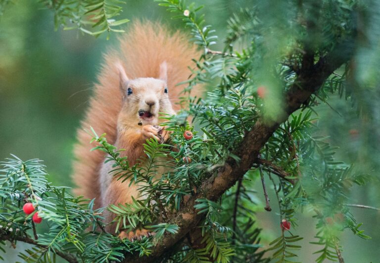 Eichhörnchen gibt es in mehreren Farben - von Rotbraun über Dunkelbraun bis hin zu Schwarz. (Archivbild) Foto: Lino Mirgeler/dpa
