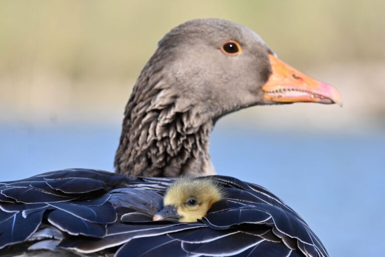 In Oberbayern ist die Vogelgrippe bei fünf verendeten Graugänsen nachgewiesen worden. (Symbolbild) Foto: Katrin Requadt/dpa